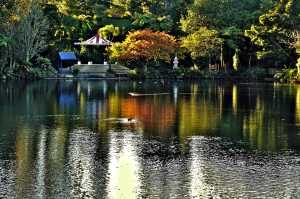 PUKEKURA-PARK-2018-2